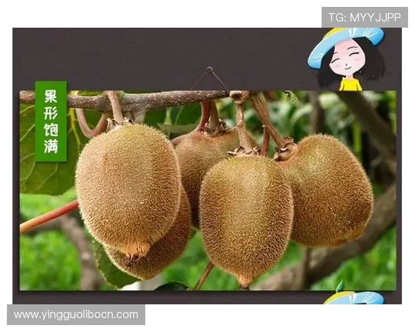 奇异果体育旗舰厅官方地址官方入口导航，提供最全的奇异果体育最新官方地址信息